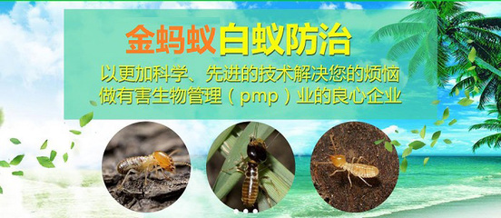 潼南灭老鼠 楼房灭老鼠 重庆金蚂蚁